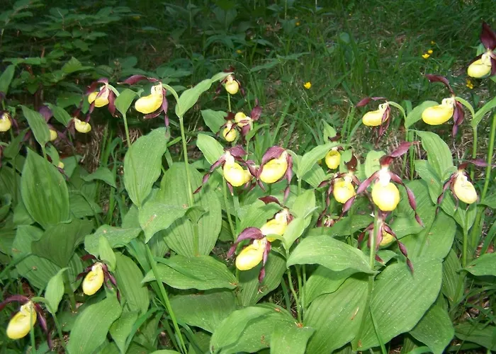 Gasthuis Frauenschuh *